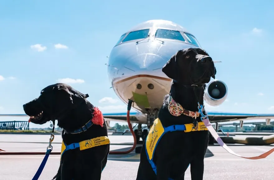 Zwei Hunde vor einem Flugzeug